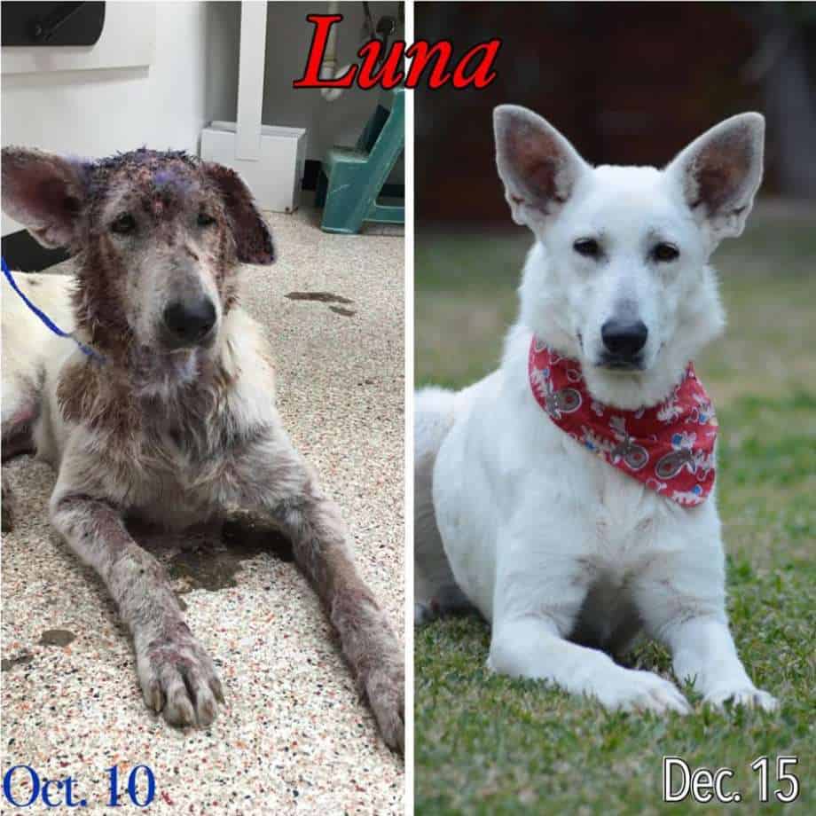 dog before and after mange treatment