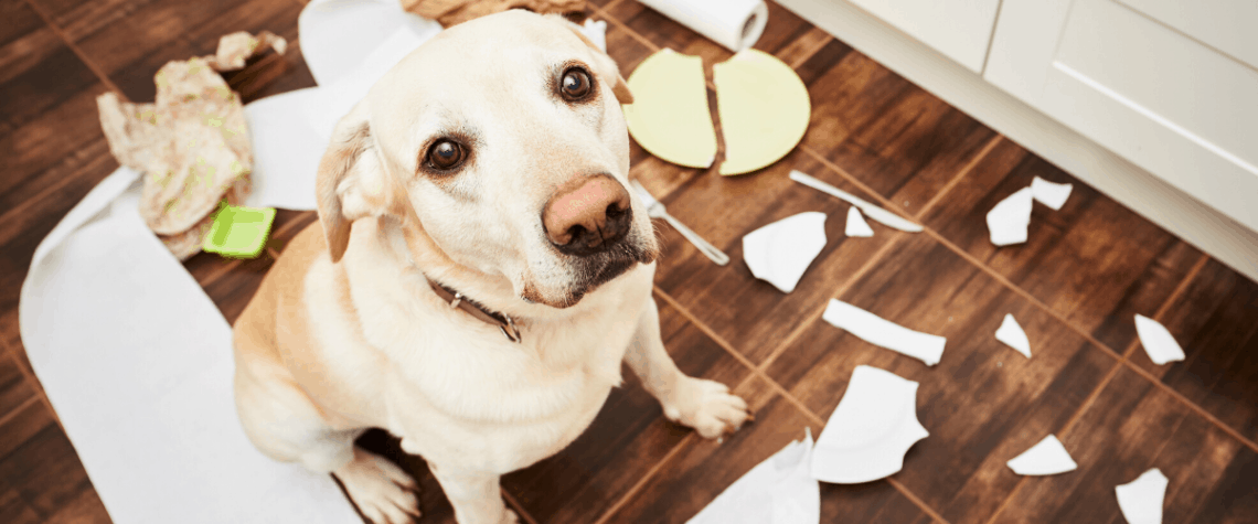 bad dog in the trash