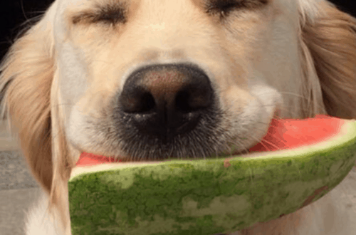dog watermelon treats