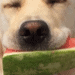 dog watermelon treats