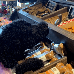 patsys pet market pet food and grooming