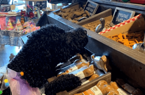 patsys pet market pet food and grooming