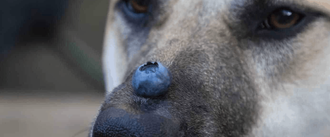 do dogs really need fruits and vegetables