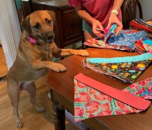 dog looking at bandana samples