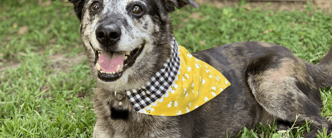 bandana for dogs