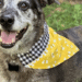 bandana for dogs