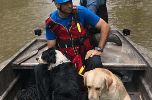 dogs flooding hurricane safety