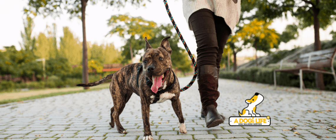 a dogs life dog walking service in houston