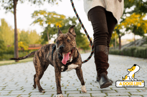a dogs life dog walking service in houston