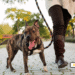 a dogs life dog walking service in houston