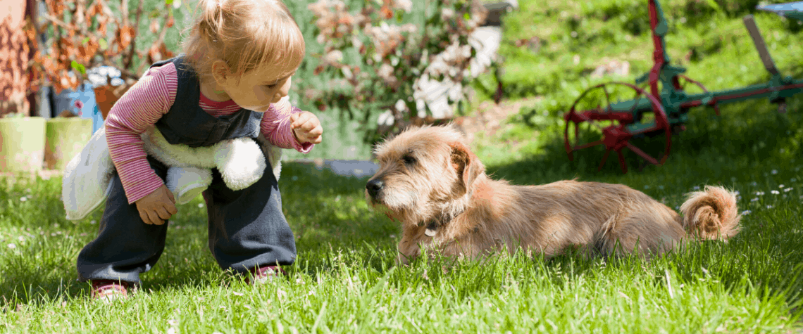 introducing dogs and babies