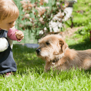 introducing dogs and babies