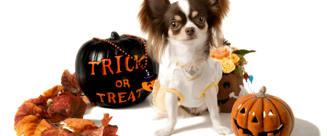 diy halloween for dogs