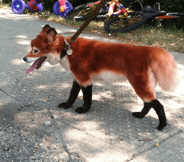 Pet Costumes: Non-Toxic Paint Turned This Pup Into a Cute Skeleton