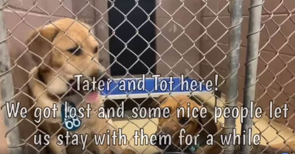 Tater and Tot dog networking video