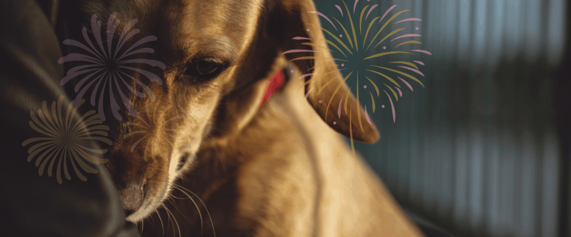 dog fireworks anxiety