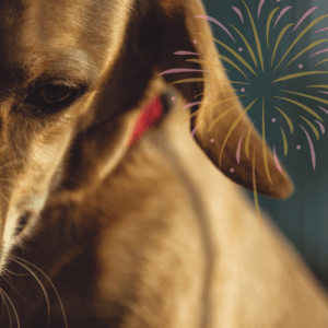 dog fireworks anxiety
