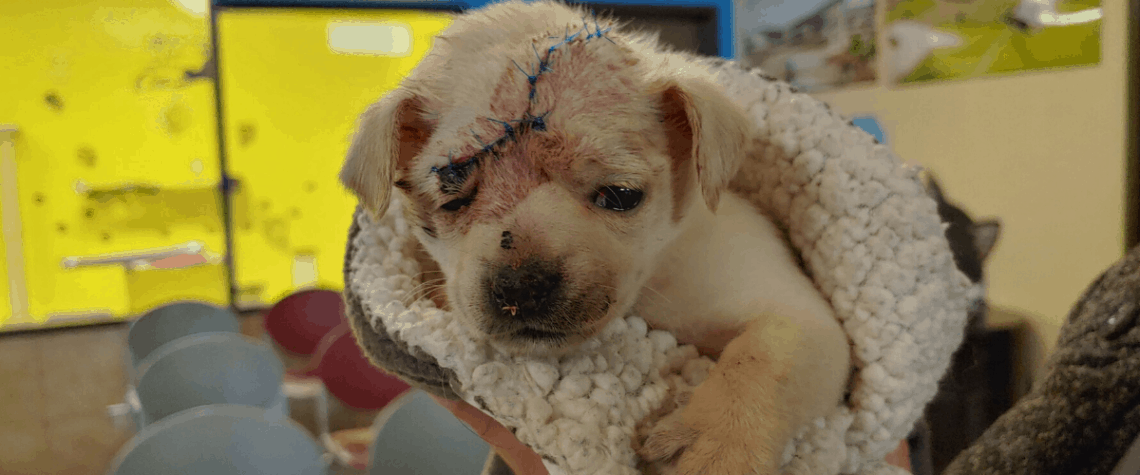 sadie injured puppy at harris county animal shelter