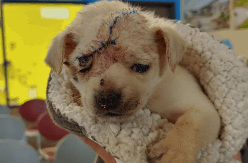 sadie injured puppy at harris county animal shelter