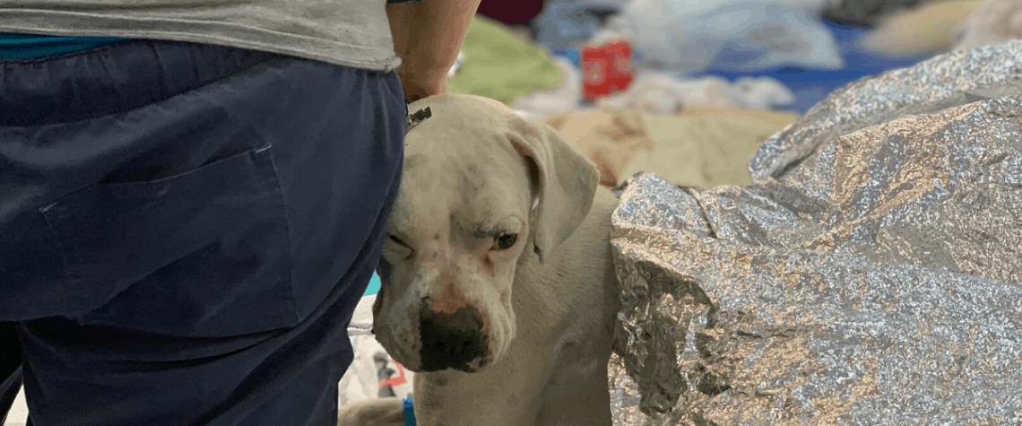 post op at the empty shelter project