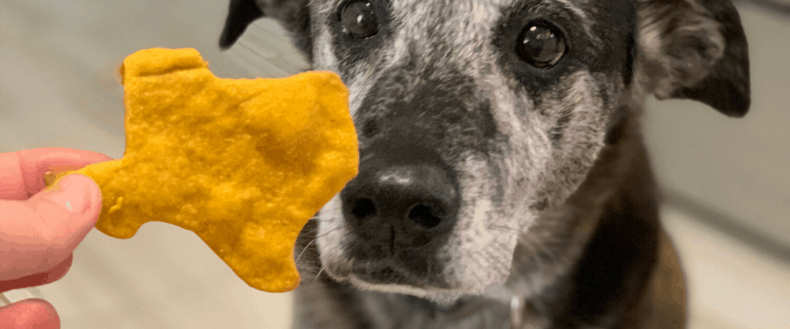 pumpkin and peanut butter dog treat