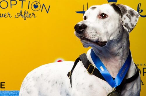 2019 best in rescue winner photo of white dog on yellow background hallmark channel
