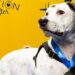 2019 best in rescue winner photo of white dog on yellow background hallmark channel