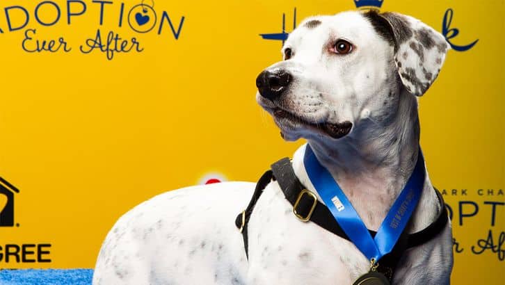 2019 best in rescue winner photo of white dog on yellow background hallmark channel