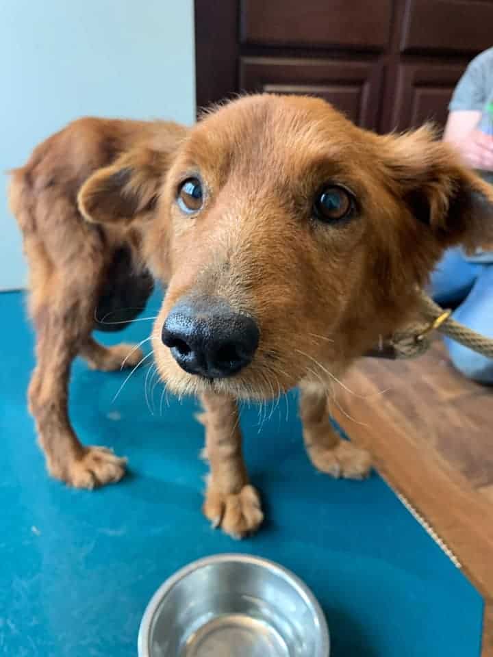 grace red dog tumor pup with beautiful brown eyes looking at rescuers