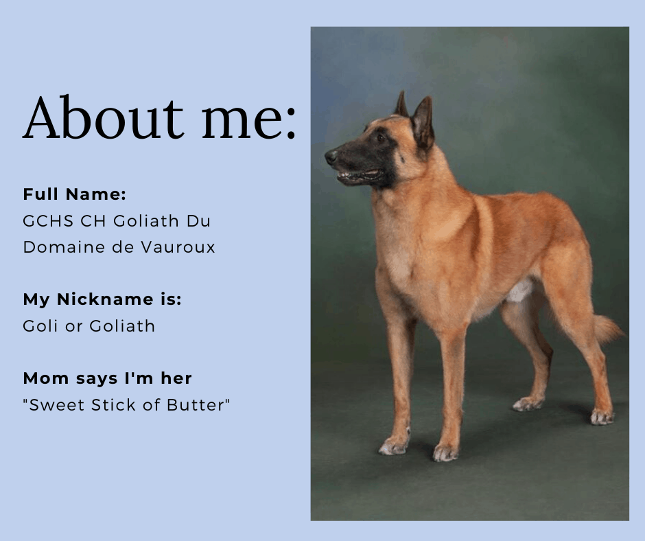 Belgian Malinois: Pet Profile