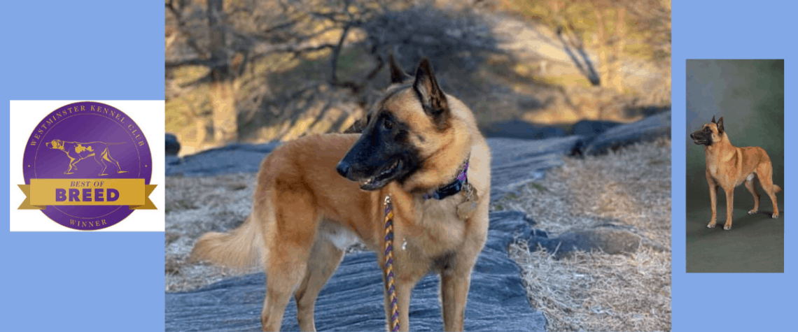 Belgian malinois kennel store club