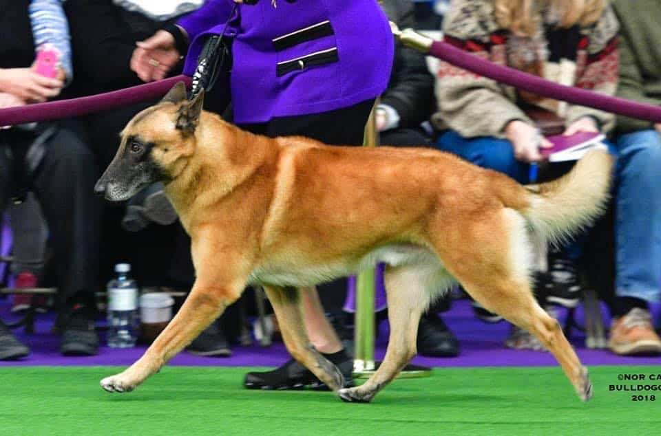 Belgian malinois sale dog show