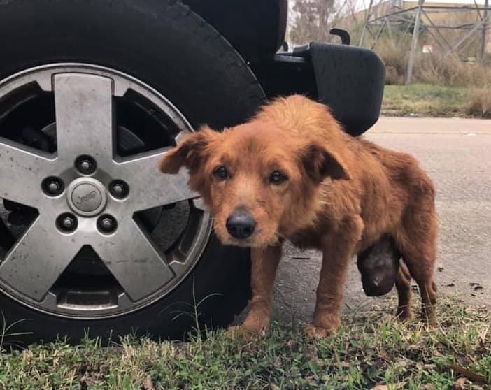 grace tumor pup in houston texas with animal justice league photo near tire