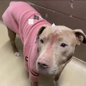 pitbull in a sweater needs new home