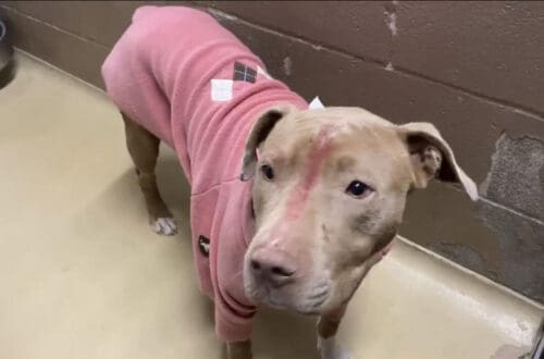pitbull in a sweater needs new home