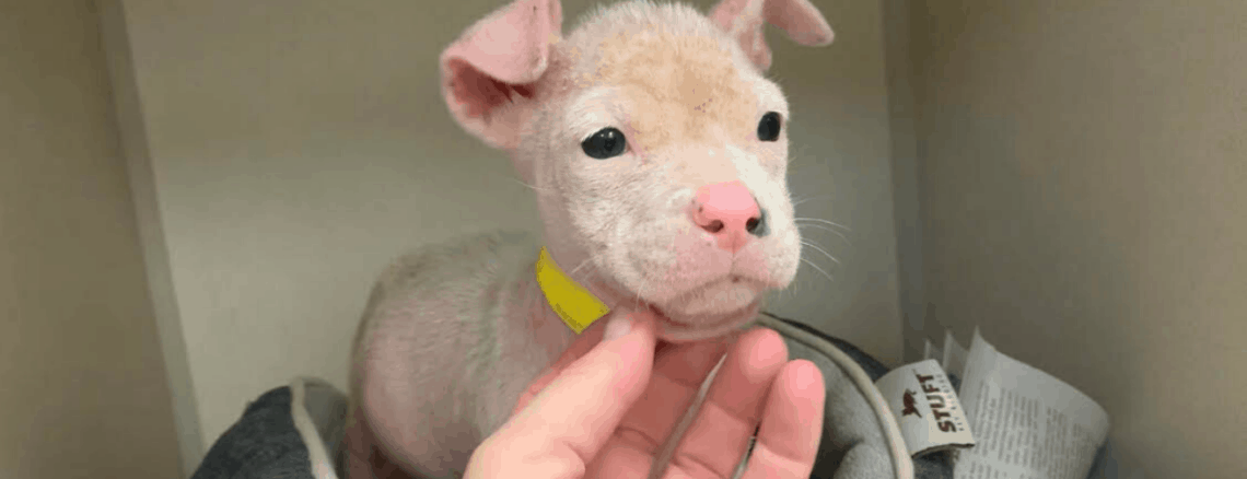 piglet puppy had no hair from scabies houston texas dog
