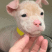 piglet puppy had no hair from scabies houston texas dog