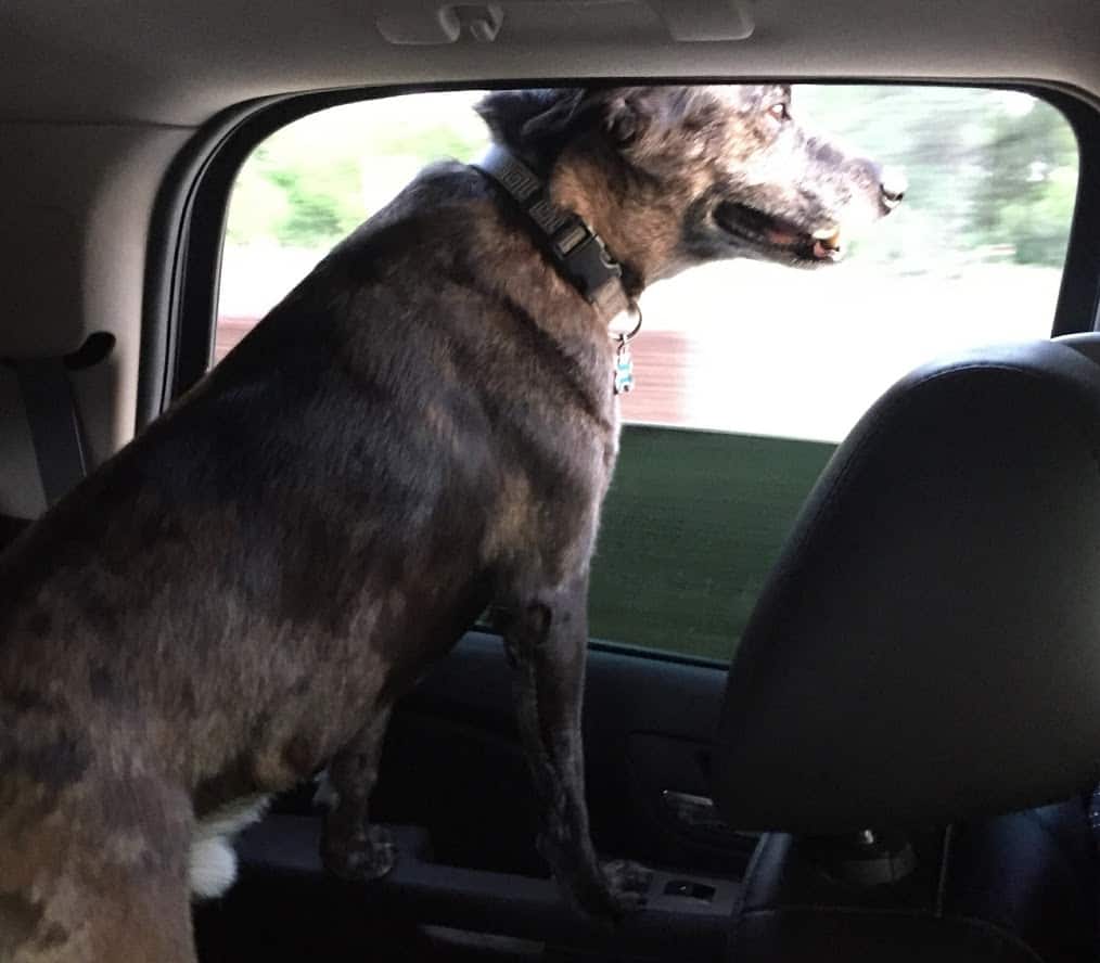 Doug is ready for his UberPet ride and rides in the back of the suv with the window down.