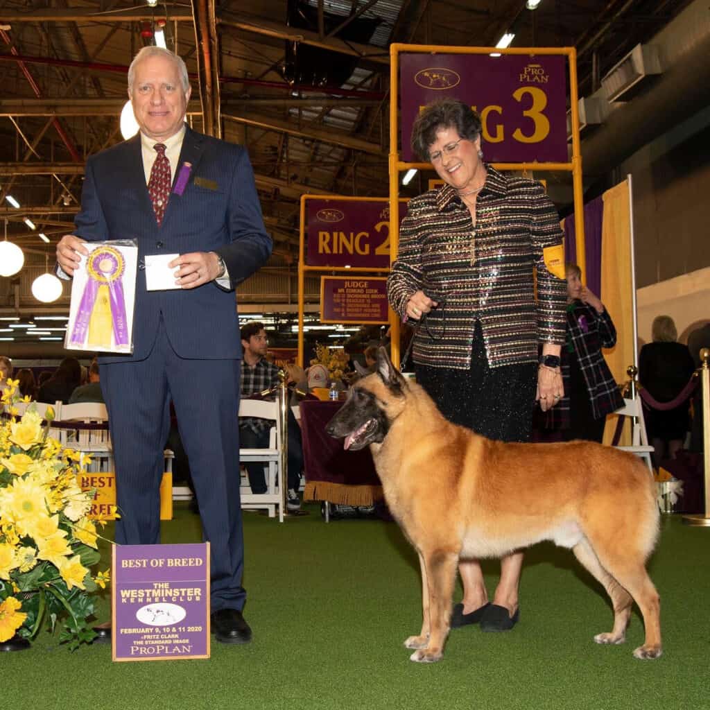 Belgian malinois dog store show