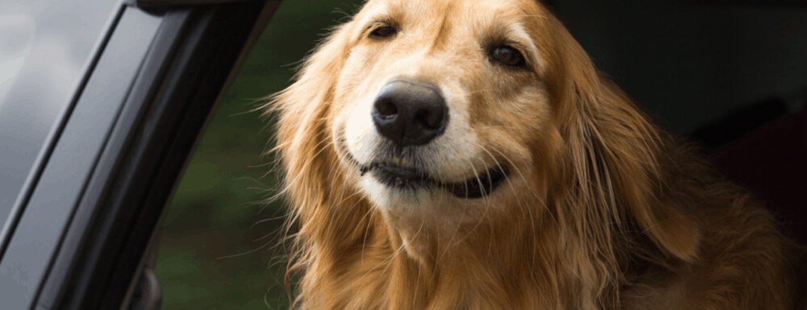 uber pet dog in car