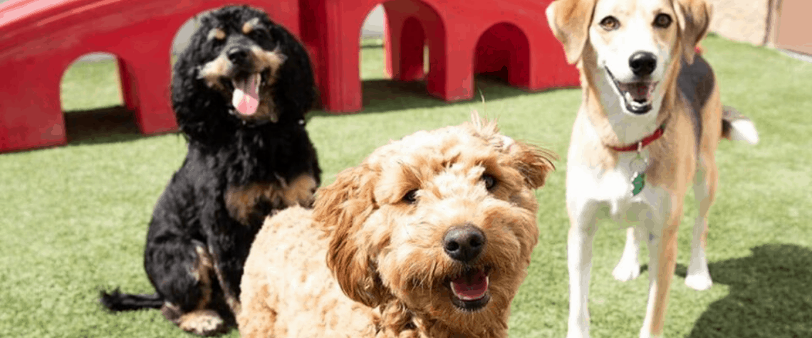 grey dog and brown dog and beagle play in front of a red step at doggie day care