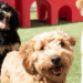 grey dog and brown dog and beagle play in front of a red step at doggie day care