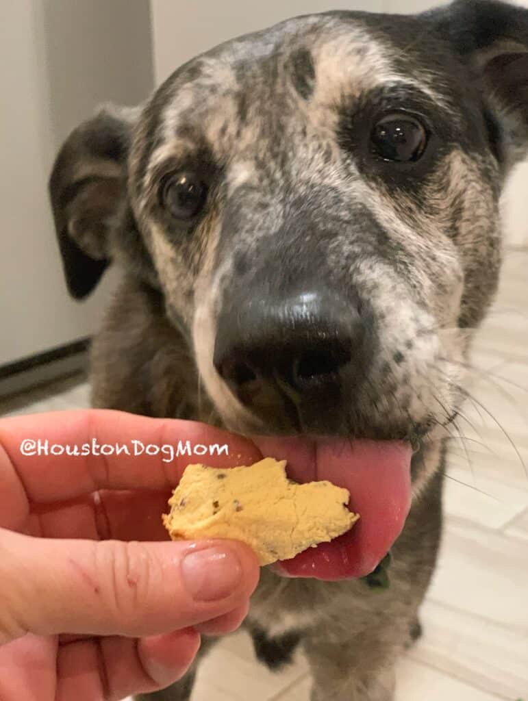 older gray faced catahoula eats a homemade dog treat tongue out