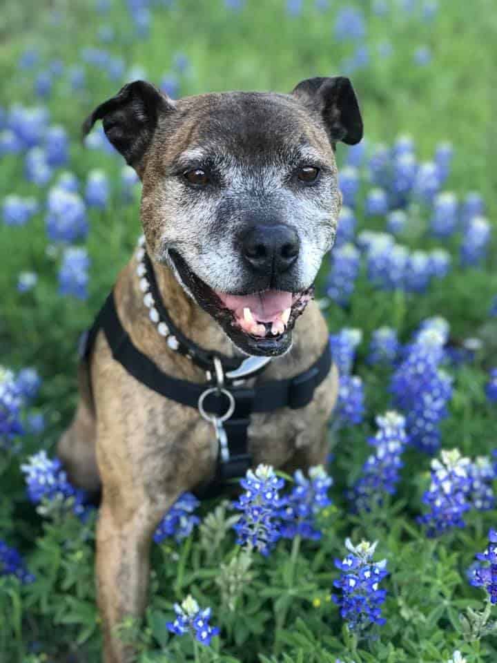 Guide to Texas Bluebonnet Dog Photos