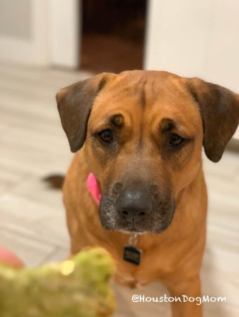 black mouth cur dog with pink collar and homemade dog treat