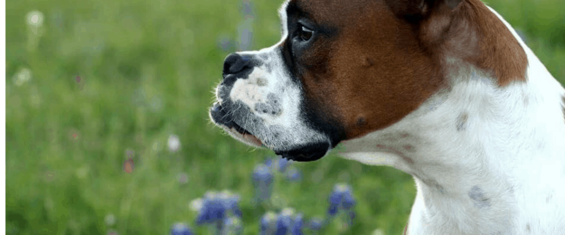 boxer dog in bluebonnets in texas