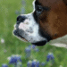 boxer dog in bluebonnets in texas