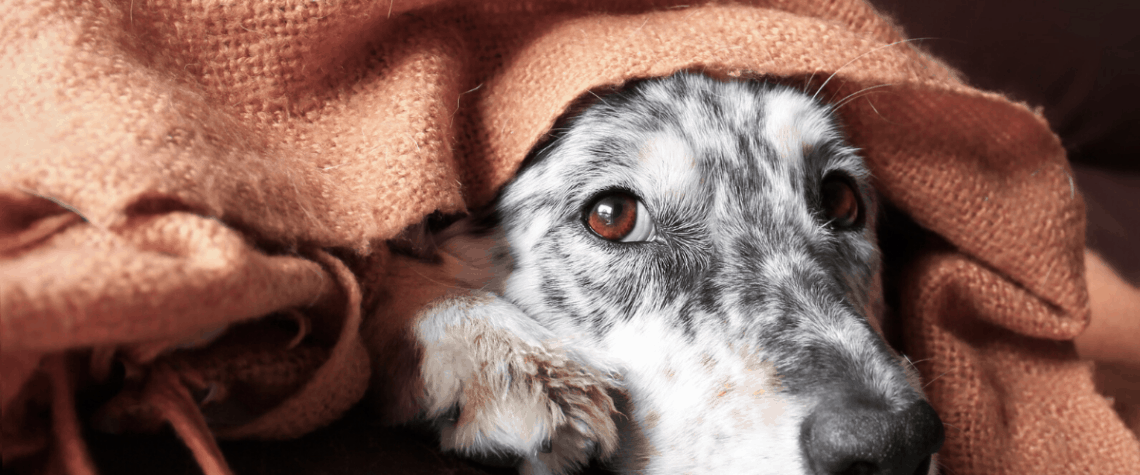 black and white hound dog on couch with blanket over head