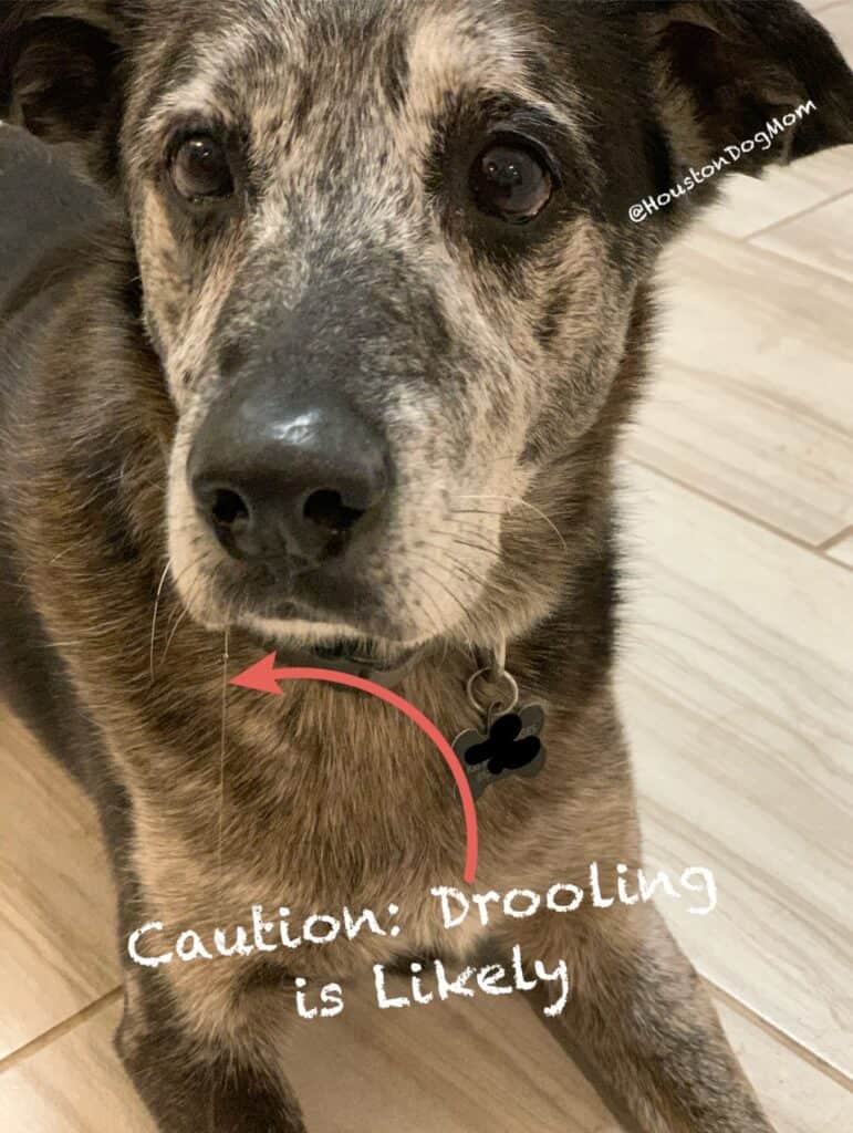 gray faced dog drooling with the smell of homemade dog treats white floor black dog with gray face