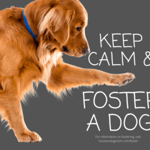 keep calm and foster a dog